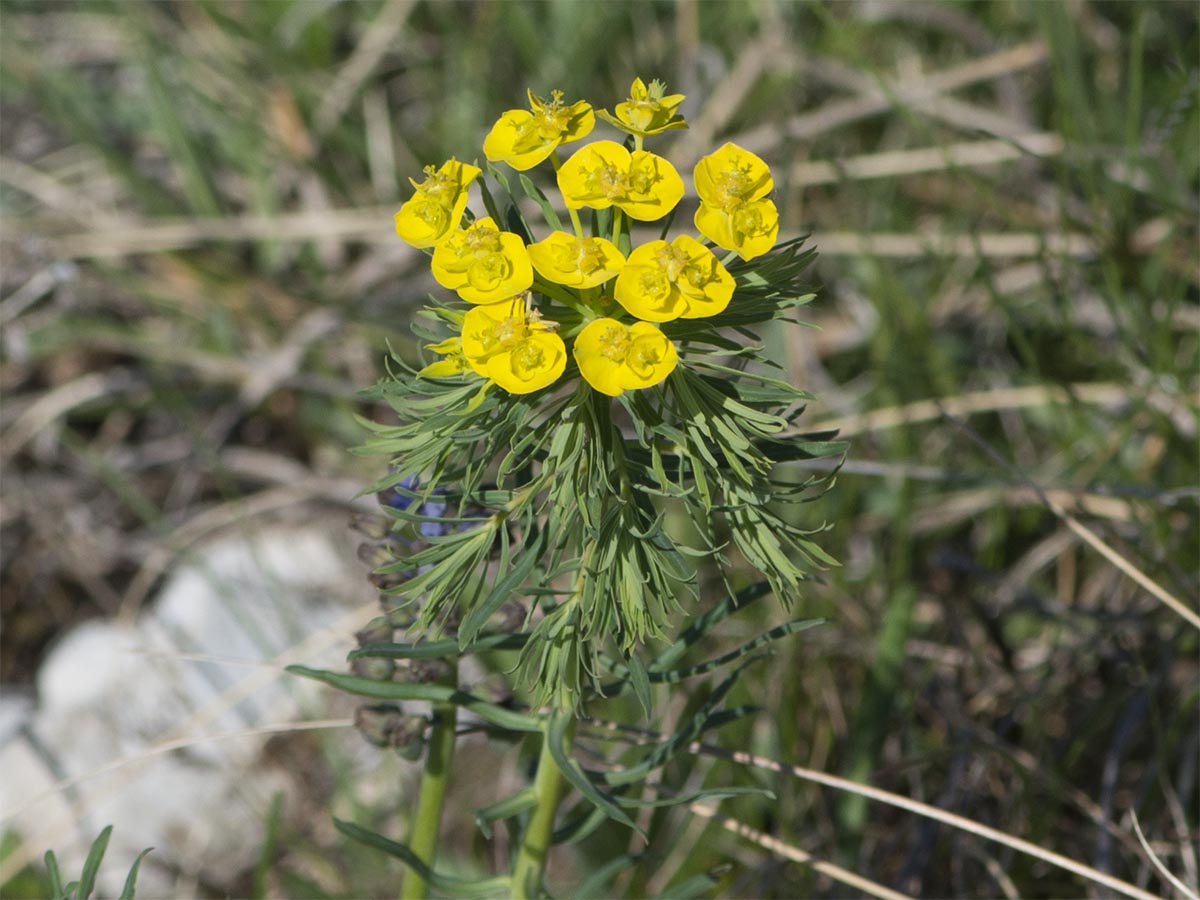 Euphorbia cyparissias